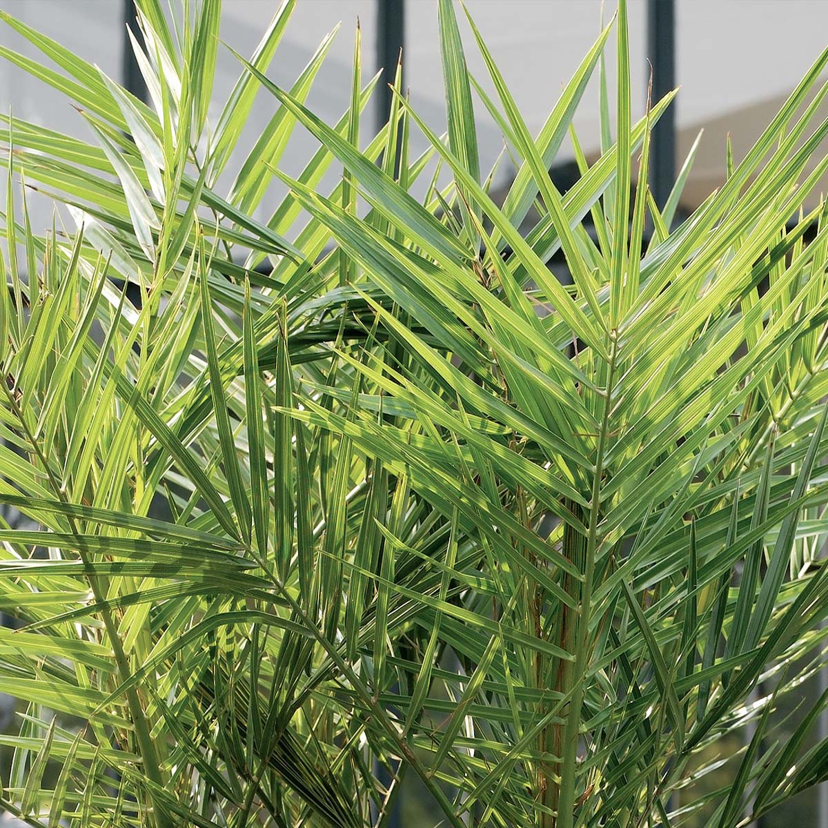 Palmera de Canarias – Planta de exterior