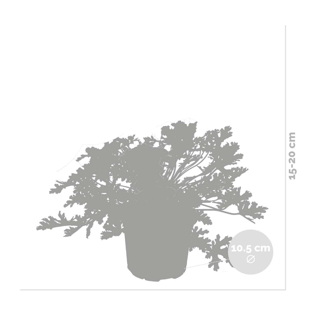 Mezcla de 3 geranios citronela – Planta de exterior