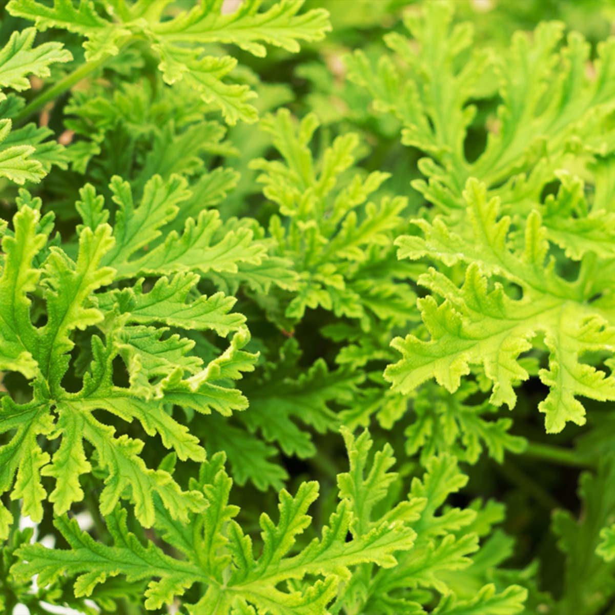 Mezcla de 3 geranios citronela – Planta de exterior