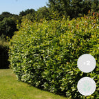 Set of 2 Bay Laurels – Outdoor Plant