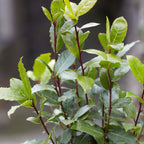 Set of 2 Bay Laurels – Outdoor Plant