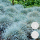 Set of 3 Compact Glaucous Fescues