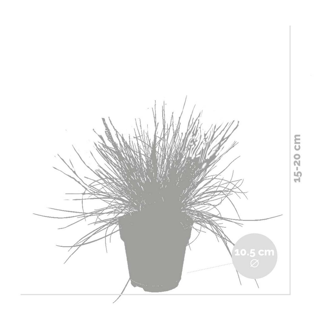 Lote de 3 festucas – Planta de exterior