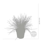 Lote de 3 festucas – Planta de exterior