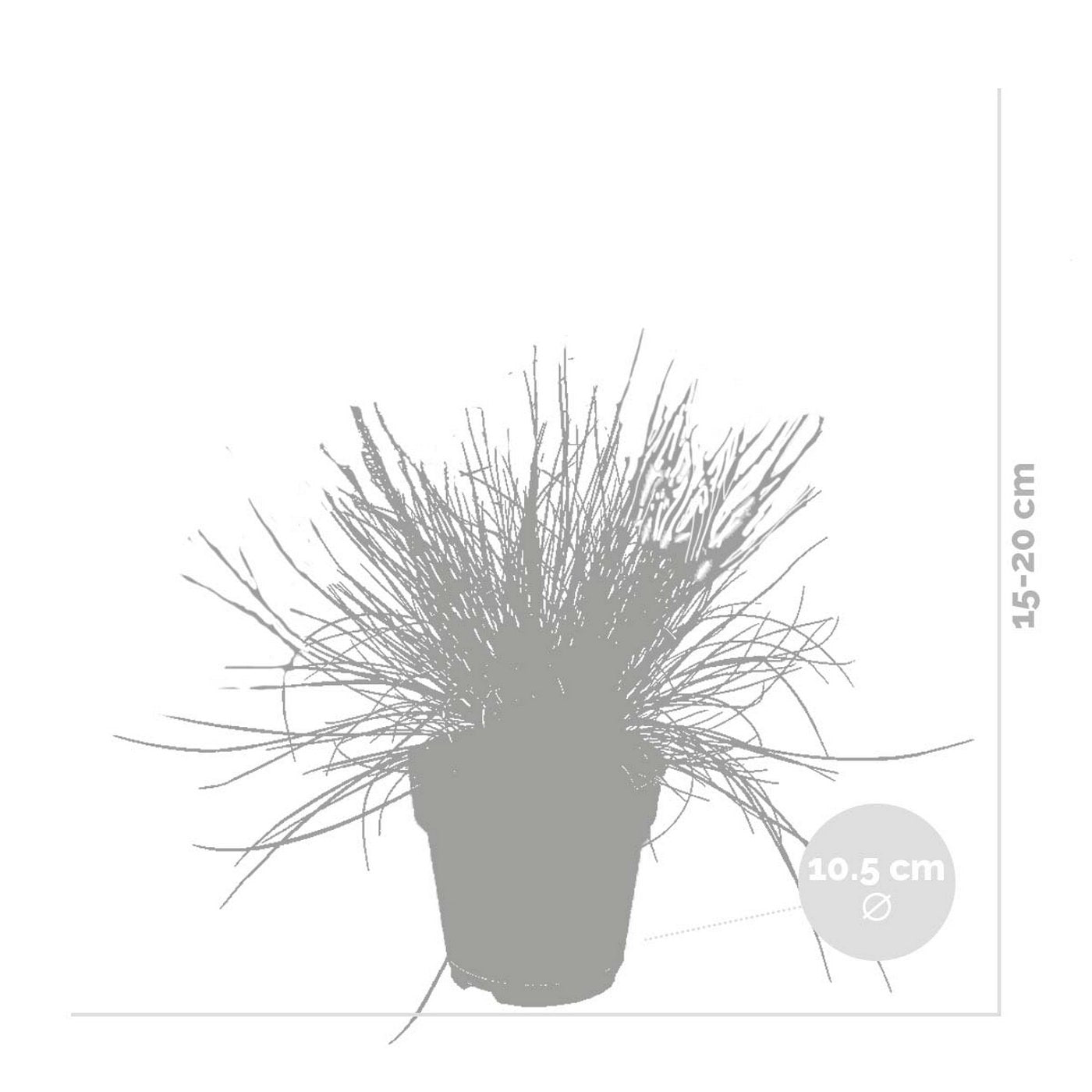 Lote de 3 festucas – Planta de exterior