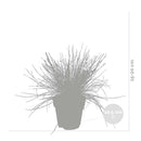 Set of 3 Compact Glaucous Fescues