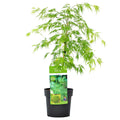 Érable Du Japon Dissectum – Plante D'Extérieur