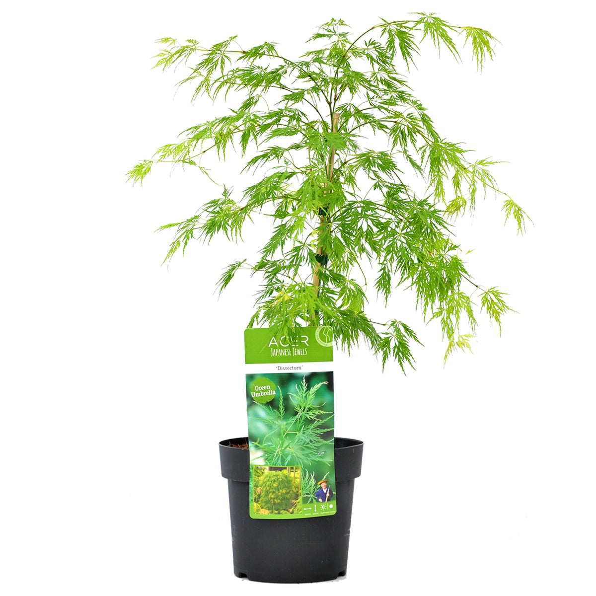 Érable Du Japon Dissectum – Plante D'Extérieur