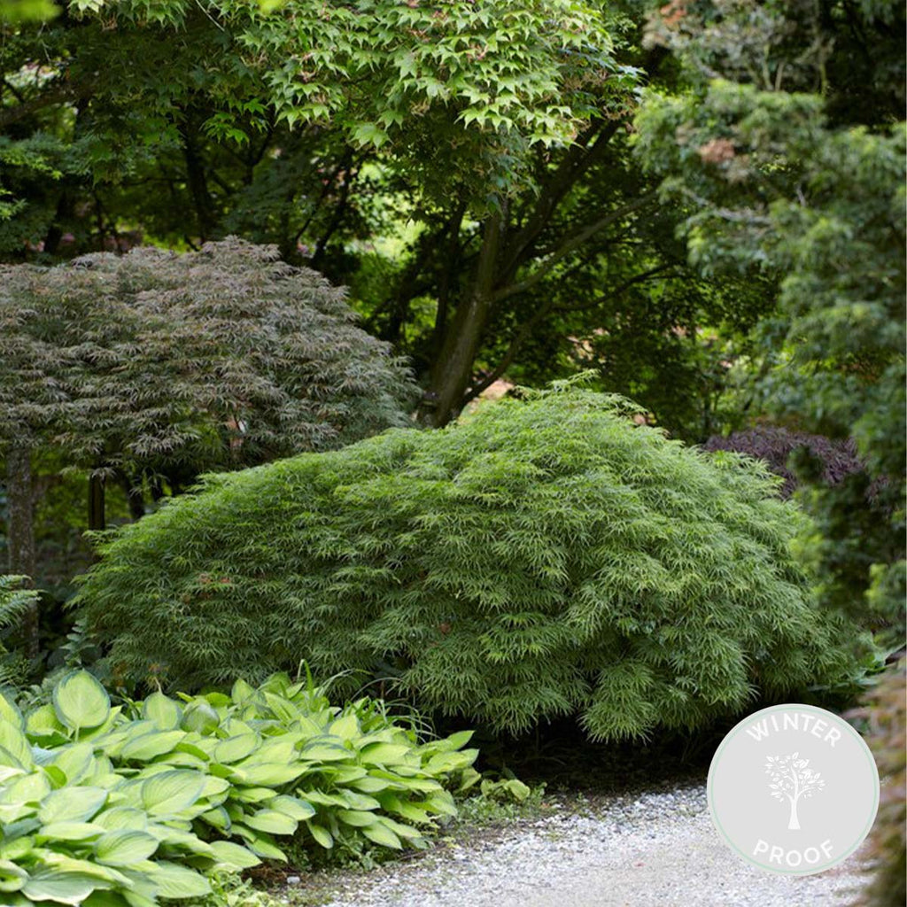 Érable Du Japon Dissectum – Plante D'Extérieur