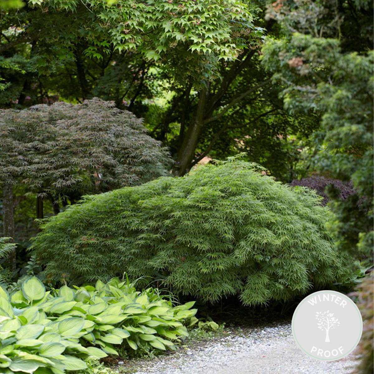 Érable Du Japon Dissectum – Plante D'Extérieur