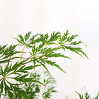 Érable Du Japon Dissectum – Plante D'Extérieur