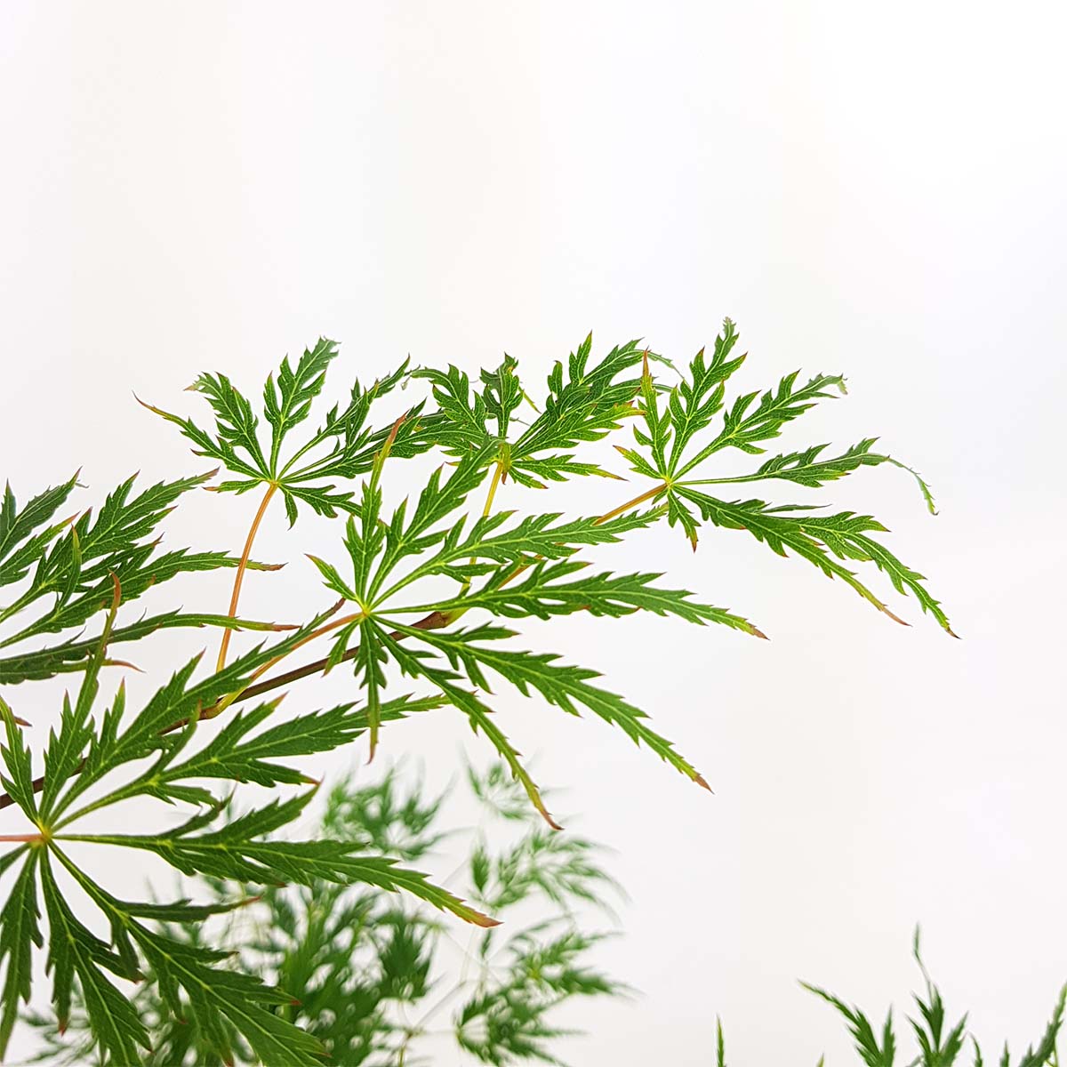 Érable Du Japon Dissectum – Plante D'Extérieur
