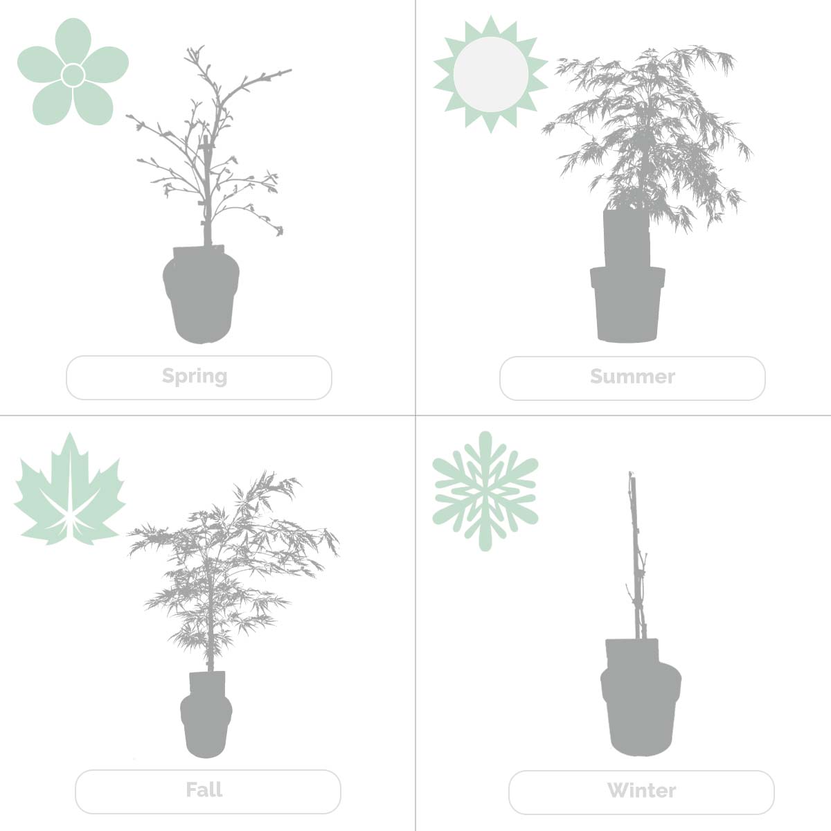 Érable Du Japon Dissectum – Plante D'Extérieur