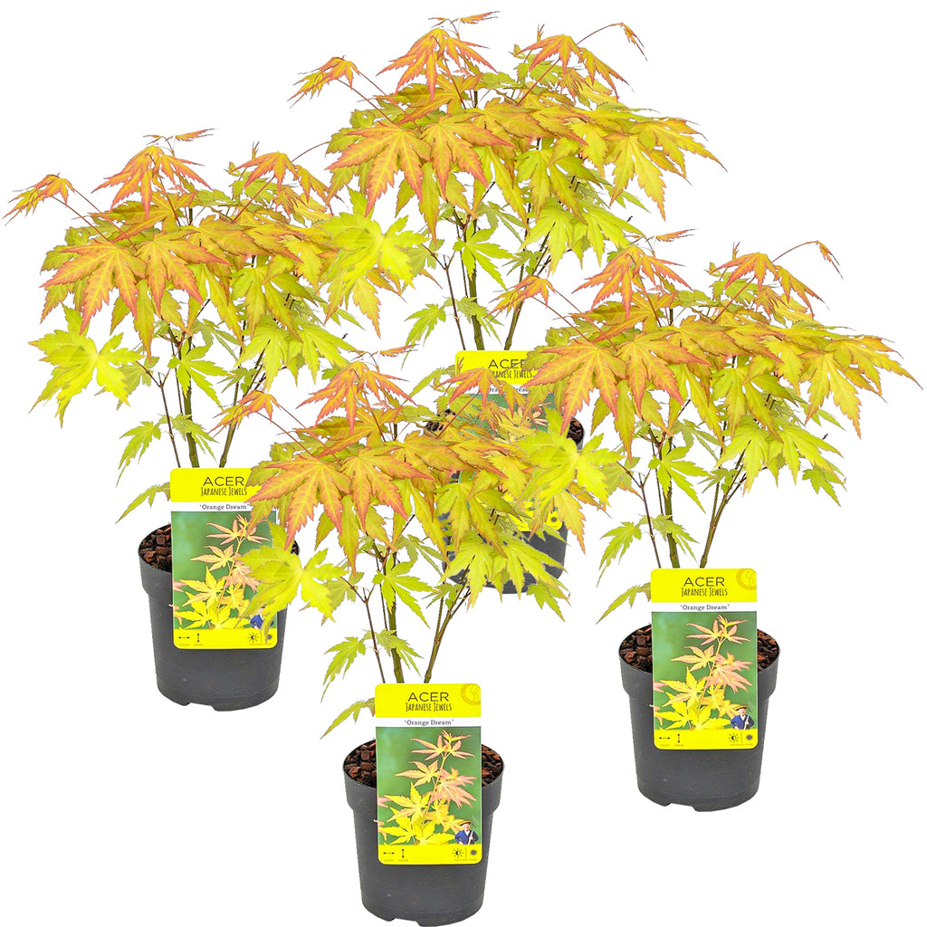 Lote de 4 arces japoneses Orange Dream – Planta de exterior