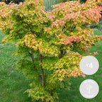 Lote de 4 arces japoneses Orange Dream – Planta de exterior