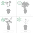 Set of 4 Japanese Maples – Outdoor Plant