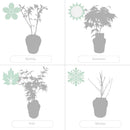 Lot de 4 Érables du Japon – Plante d'Extérieur