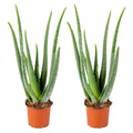 Lot De 2 Aloe Vera – Plante D'Intérieur