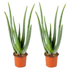 Lot De 2 Aloe Vera – Plante D'Intérieur
