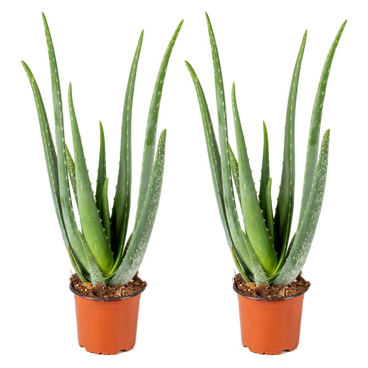 Lot De 2 Aloe Vera – Plante D'Intérieur