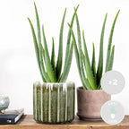 Lot De 2 Aloe Vera – Plante D'Intérieur
