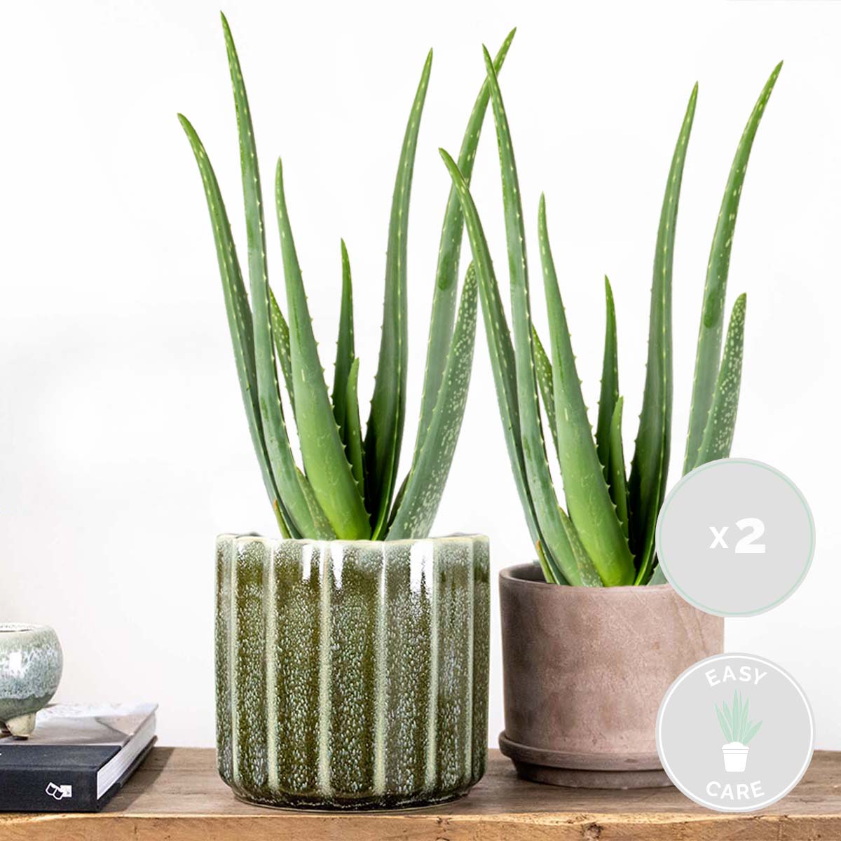 Lot De 2 Aloe Vera – Plante D'Intérieur