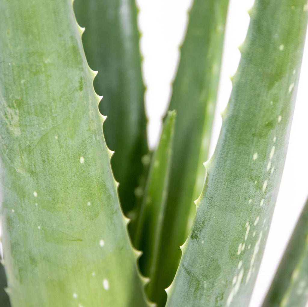 Lot De 2 Aloe Vera – Plante D'Intérieur