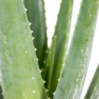 Lot De 2 Aloe Vera – Plante D'Intérieur