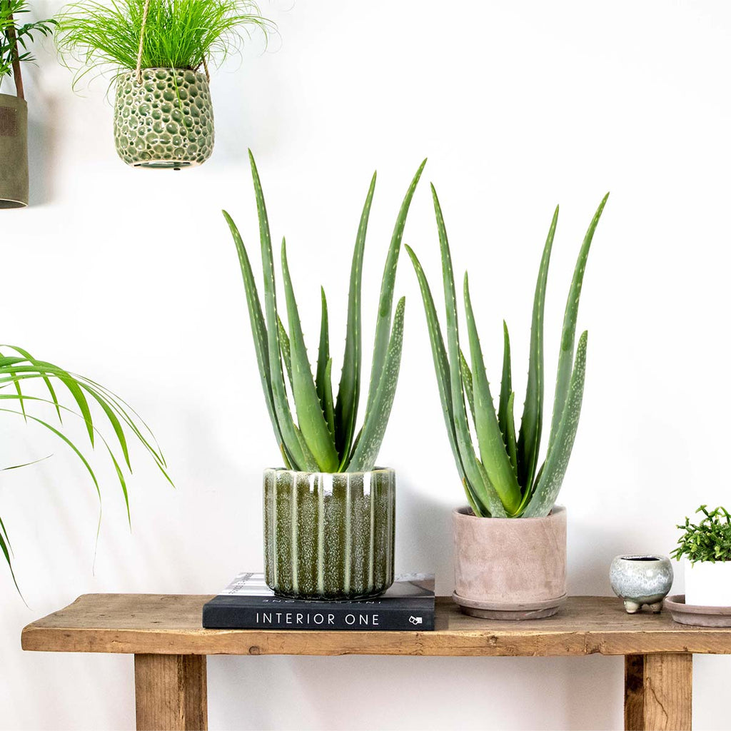 Lot De 2 Aloe Vera – Plante D'Intérieur