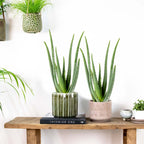 Lot De 2 Aloe Vera – Plante D'Intérieur