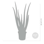 Lot De 2 Aloe Vera – Plante D'Intérieur