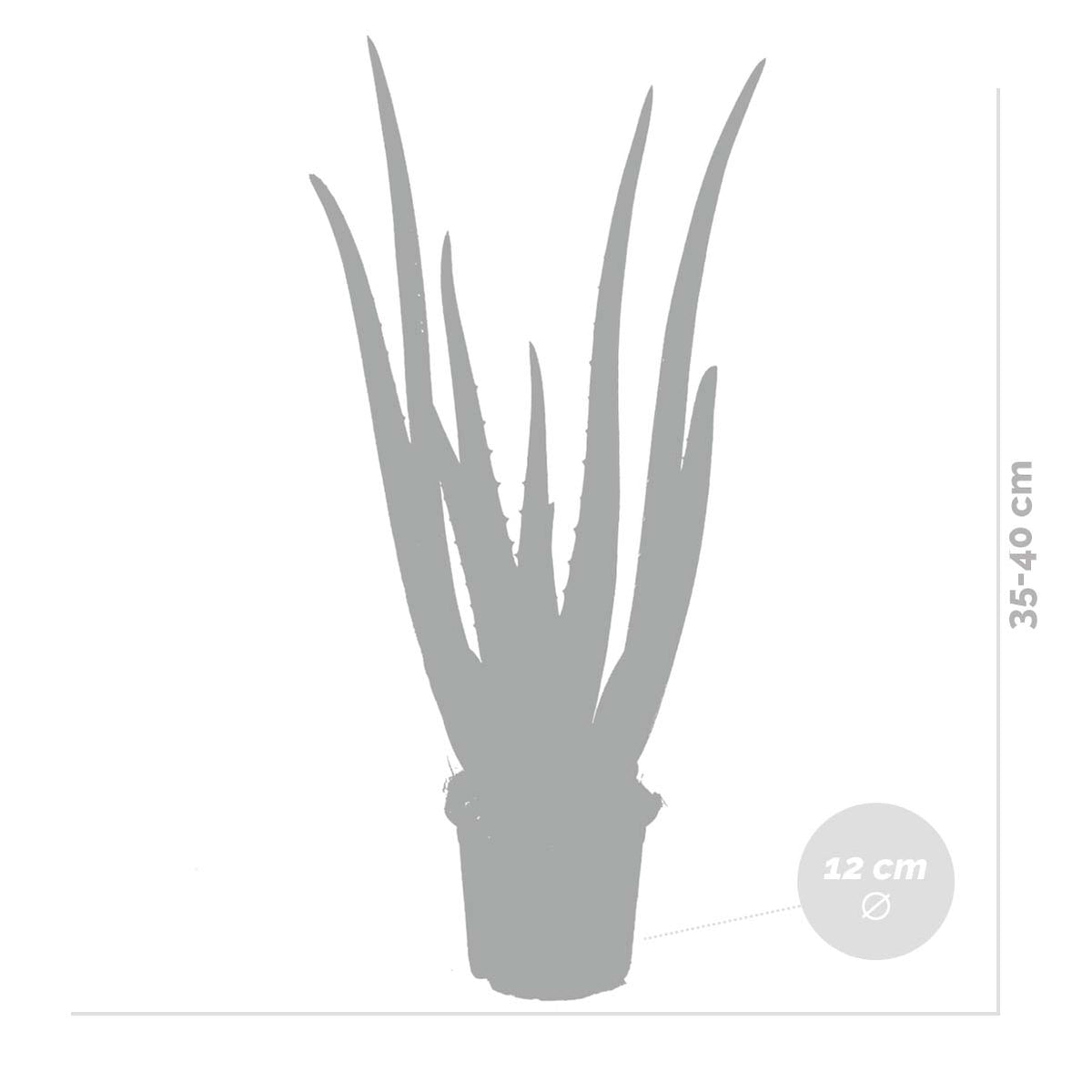 Lot De 2 Aloe Vera – Plante D'Intérieur