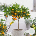 Citrus Calamondin