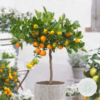 Citrus Calamondin