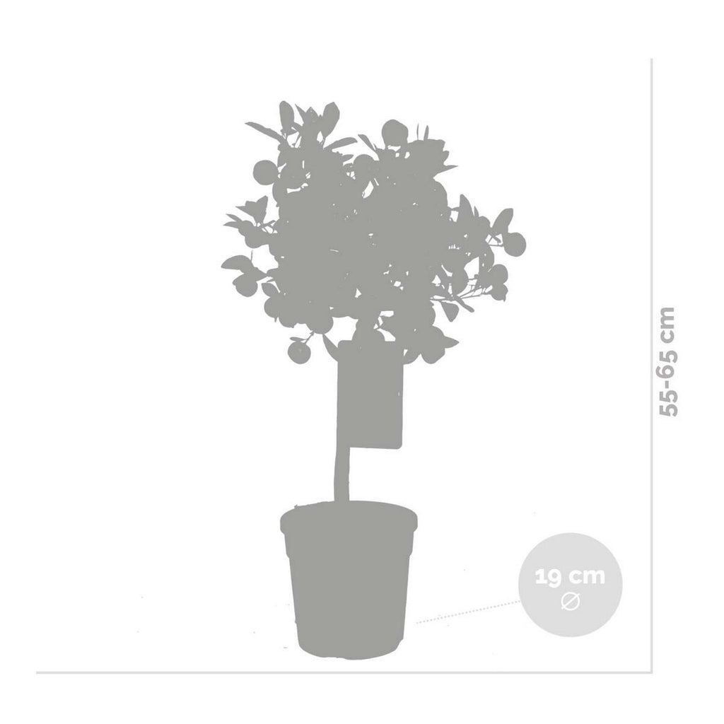 Citrus Calamondin