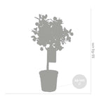 Citrus Calamondin