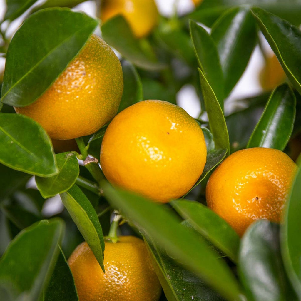 Citrus Calamondin