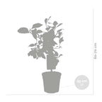 Limonero - Citrus Limon – Planta de exterior