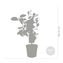 Lemon tree - Citrus Limon