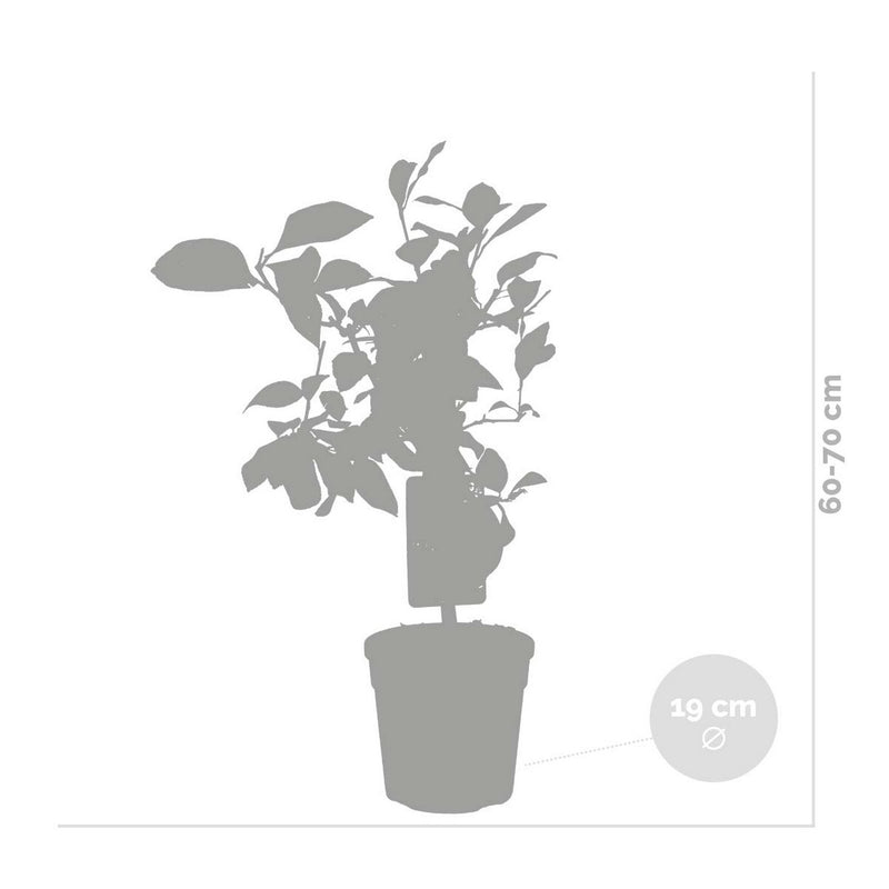 Lemon tree - Citrus Limon
