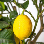 Limonero - Citrus Limon – Planta de exterior