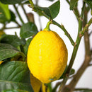 Lemon tree - Citrus Limon