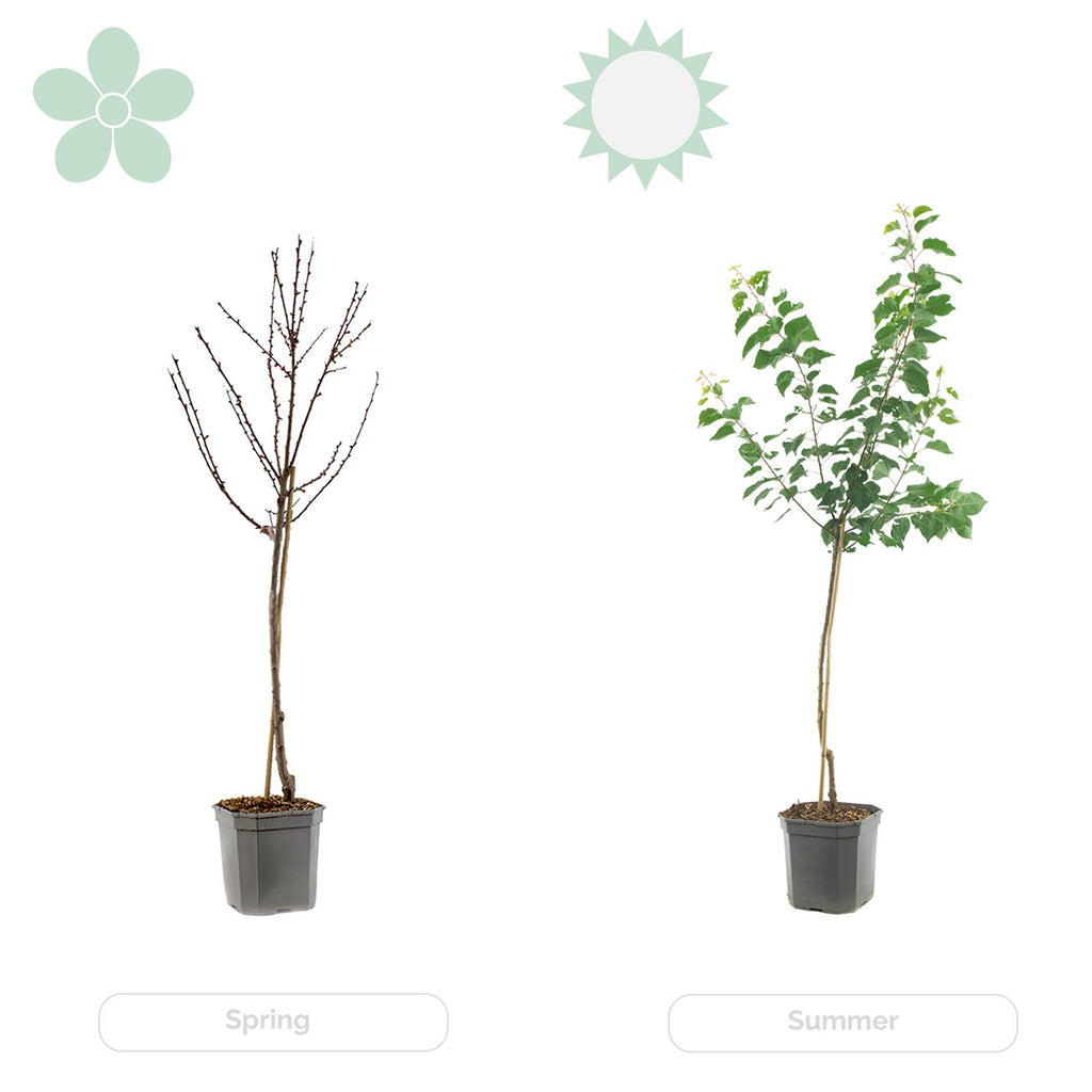 Limonero - Citrus Limon – Planta de exterior