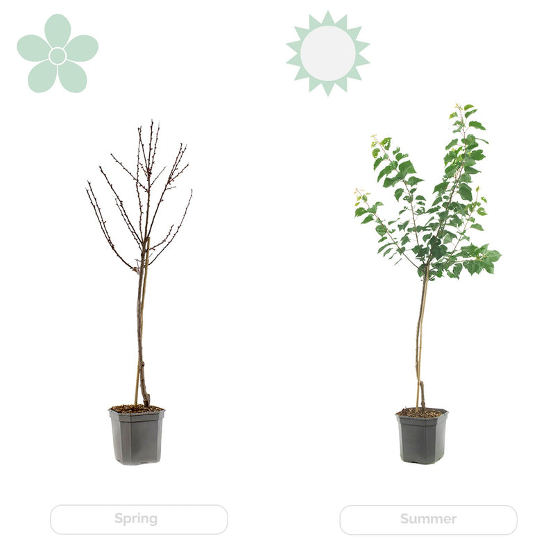 Lemon tree - Citrus Limon