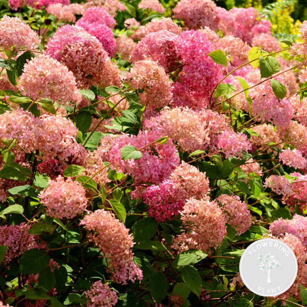 Hortensia Pink Annabel – Planta de exterior