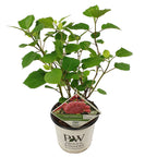 Hortensia Pink Annabel – Planta de exterior