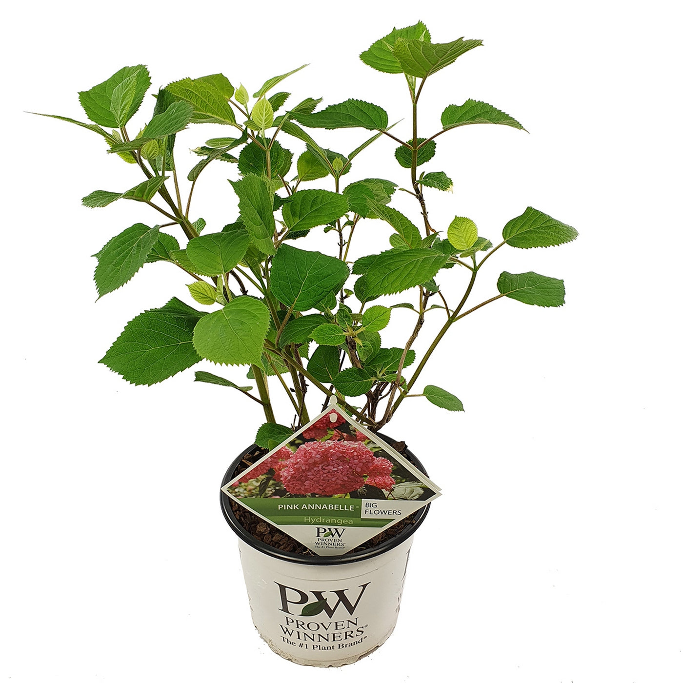 Hortensia Pink Annabel – Planta de exterior