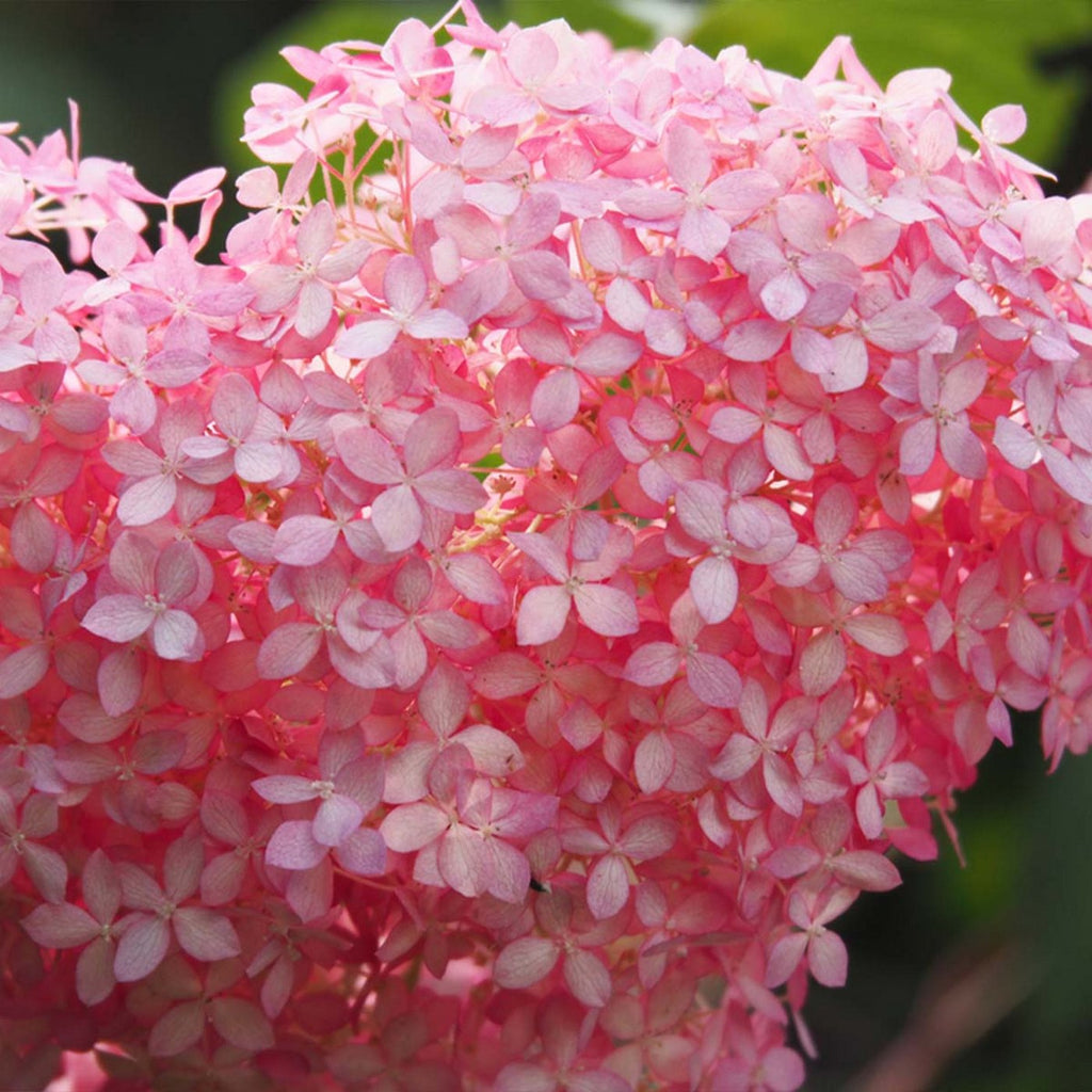 Hortensia Pink Annabel – Planta de exterior