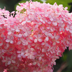 Hortensia Pink Annabel – Planta de exterior