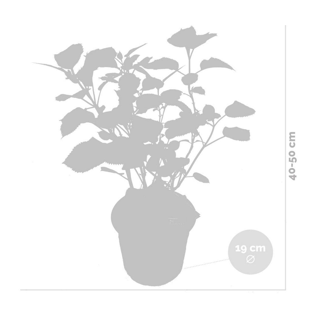 Hortensia Pink Annabel – Planta de exterior